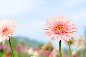 3月の誕生花「フリージア」などの花言葉や育て方｜花や花束の宅配・フラワーギフト通販なら花キューピット。贈り物・プレゼントで花を贈ろう。
